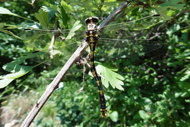 Onychogomphus uncatus,  maschio